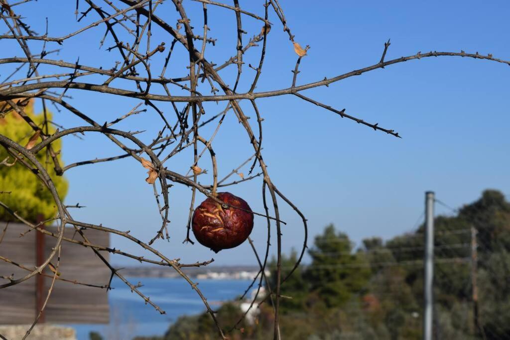 Ολόκληρος Όροφος Αγροτική Οικία Appartement Néos Pírgos Buitenkant foto